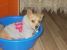 Pufulete spre adoptie