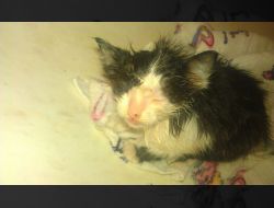 Oferte Adoptii Pisica