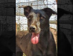 Oferte Adoptii Caine