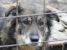 Suzi - catelusa educata si afectuoasa pentru adoptie