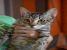 Tabu, motan bland isi cauta familie
