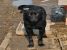 Tango, pufosul cu blana neagra pentru adoptie