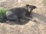 Tango, pufosul cu blana neagra pentru adoptie