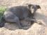 Tango, pufosul cu blana neagra pentru adoptie