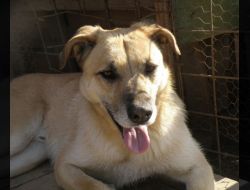 Oferte Adoptii Caine