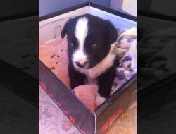 Oferte Adoptii Caine