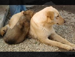 Oferte Adoptii Caine