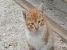URGENT - pui pisica 2 luni in frig are nevoie de adoptie