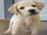 URGENT spre adoptie gratis 4 jucarii de plus