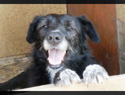 Oferte Adoptii Caine