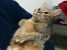 Zina, minune lipicioasa, pentru adoptie cu iubire