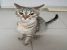 Zina, minune lipicioasa, pentru adoptie cu iubire