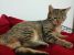 Zina, minune lipicioasa, pentru adoptie cu iubire