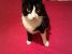 Zorro, baiat chipes, dragalas, afectuos si pentru adoptie