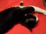 Zorro, baiat chipes, dragalas, afectuos si pentru adoptie