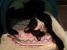 Zorro, baiat chipes, dragalas, afectuos si pentru adoptie